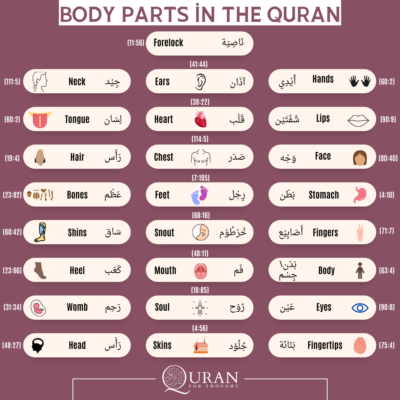 Body Parts in the Quran